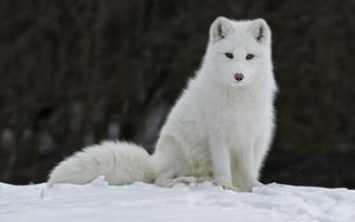 Обои животное, песец, мех, снег, лиса, зима, fox, ушки, взгляд
