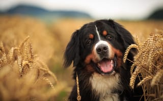 Картинка собака, взгляд, пёс, Бернский зенненхунд, поле, колосья, морда
