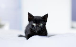 Картинка взгляд, котёнок, малыш, чёрный котёнок