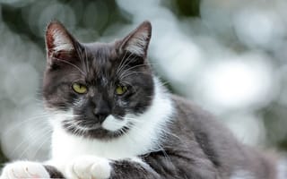 Картинка кошка, взгляд, кот, блики, бело-черный
