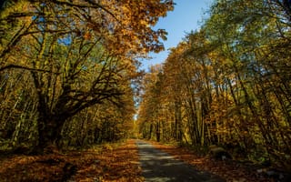 Картинка осень, лес, деревья, парк, дорожка, листья, желтый, солнце