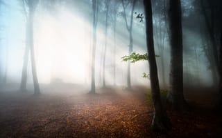 Картинка утро, листья, туман, лес