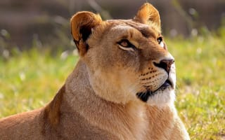 Картинка panthera leo, лев, морда, lion, львица, смотрит вверх
