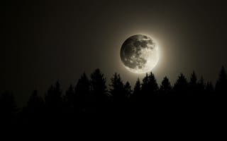 Картинка ночь, луна, небо, полнолуние, лес