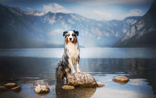 Обои собака, природа, озеро, Аусси, камни, Австралийская овчарка, горы