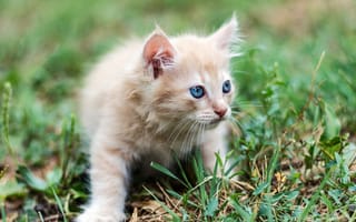 Картинка трава, боке, рыжий, котёнок, голубые глаза, малыш