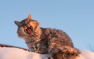 Картинка кошка, зевок, кот, зевает, снег