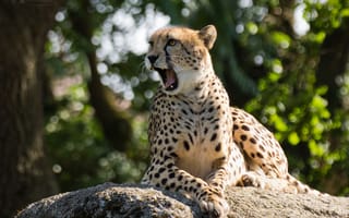 Картинка гепард, зевает, камень, кошка
