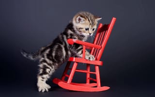 Картинка кошка, котенок, полосатый, стул