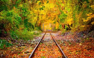Картинка Осень, деревья, листва, рельсы, лес