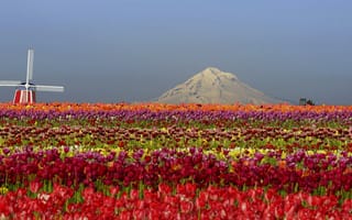 Картинка мельница, поле, природа, тюльпаны, горы, цветы