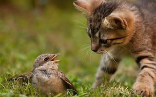 Картинка кошка, птица, трава, охота, природа, кот, котенок, инстинкт
