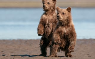 Обои медведи, Аляска, Национальный парк и заповедник Лейк-Кларк, Lake Clark National Park, медвежата, стойка, пара, два медвежонка, Alaska