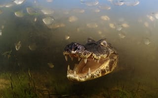 Картинка Alligator, Teeths, River, Caiman, Brazil, Fishes, Mato Grosso, Pantanal, Brasil, Aquatic Vegetation