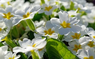 Обои цветы, первоцветы, май, пробуждение, весна, нежность, белый цвет, флора, белоснежность, дача, растения, примула, красота, природа