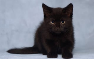 Обои чёрный котёнок, взгляд, котенок, малыш