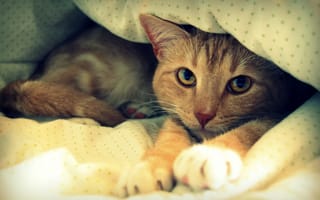 Картинка кот, одеяло, отдыхает, рыжий, постель