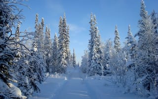 Картинка небо, снег, лес, зима, дорога, деревья
