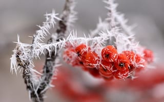 Картинка ветка, красные, лед, гроздь, ягоды, изморозь, макро, снег
