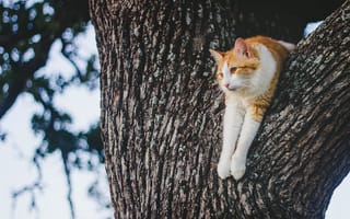 Картинка кот, котейка, на дереве, отдых