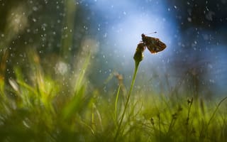 Картинка дождь, капли, блики, одуванчик, трава, бабочка, поле