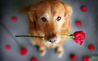 Картинка цветок, животное, пёс, роза, собака, взгляд, ретривер