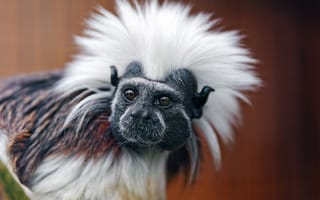 Картинка Эдипов тамарин, окраска, обезьяна, взгляд, примат