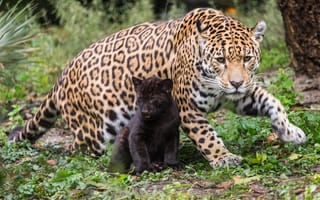 Картинка кошки, малыш, ягуары, природа, мама