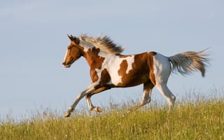 Обои лошадь, бег, бежит, трава, конь