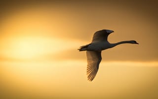 Картинка солнце, крылья, полёт, закат, птица, лебедь
