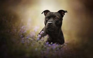 Картинка цветы, боке, морда, собака, Американский стаффордширский терьер, взгляд