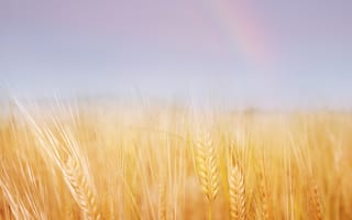 Картинка лето, золотая, природа, поле, пшеница