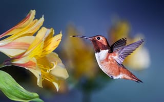 Обои цветок, птичка, полёт, колибри, Patricia Ware