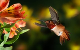 Картинка цветок, Patricia Ware, боке, птичка, тропики, колибри, полёт