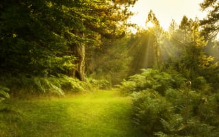 Картинка лес, лето, свет