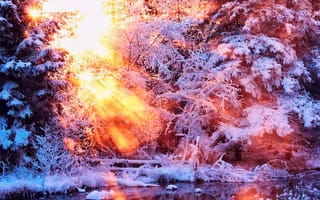 Картинка природа, зима, деревья, солнце, свет, вода, снег