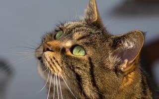 Картинка кошка, взгляд, серый, кот, полосатый