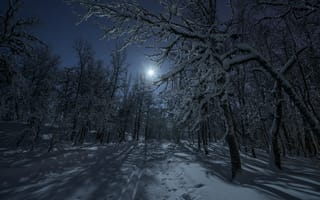 Картинка зима, ночь, свет, лес, луна, дорога, снег