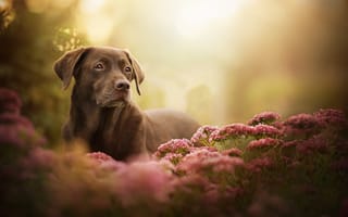 Картинка Лабрадор-ретривер, цветы, собака, взгляд, боке
