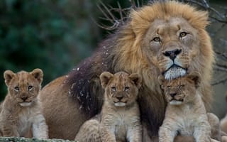 Обои львы, котята, львята, грива, лев, отцовство, детёныши