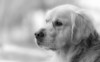 Картинка Golden Retriever, собака, взгляд, друг