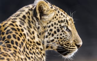 Картинка леопард, морда, дикая кошка, профиль, хищник