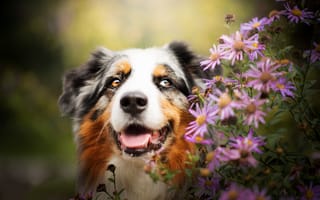 Картинка морда, портрет, собака, Австралийская овчарка, цветы, Аусси