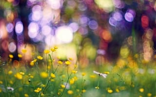 Картинка макро, трава, жёлтые, боке, цветы, блики
