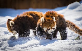 Картинка снег, Малая панда, Красная панда, панды, пара