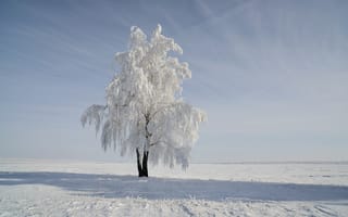 Обои поле, снег, дерево, зима