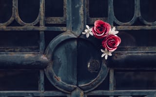 Картинка цветы, ворота