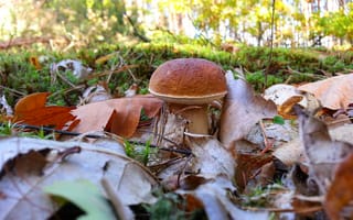 Картинка белый, природа, осень в лесу, гриб, листья дуба