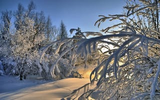 Картинка зима, пейзаж, лес, снег