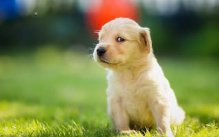 Картинка щенок, golden retriever, мордашка, муха, взгляд